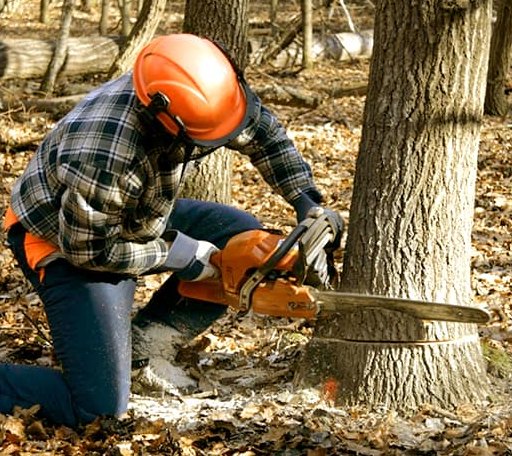 Tree Removal in White Castle, LA